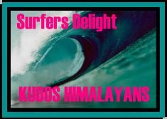 Kudos Himalayans Surfers Delight Award